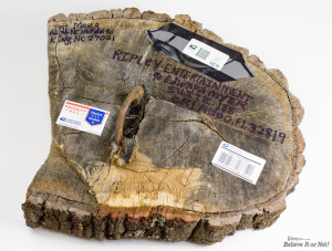 FIRST PLACE WINNER! Week 11: Tree Stump with an Encased Horseshoe 