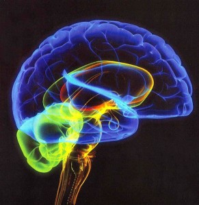 neuroscience research