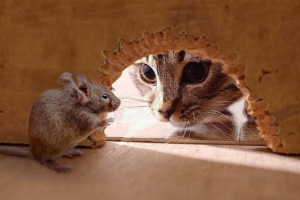 Cat-and-Mouse