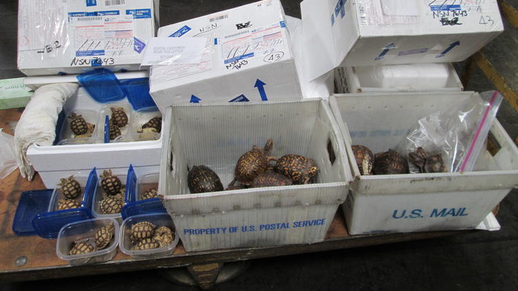 man was sentenced to prison for attempting to smuggle nearly four dozen turtles from Southern California to Hong Kong through the United States Postal Service. (U.S. Department of Justice) 26 Eastern Box turtles and 20 African Spurred tortoises