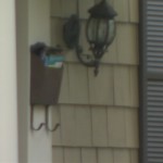 VIDEO: USPS investigate missing mail for residents of some streets in Charlotte North Carolina