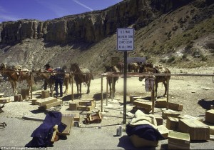 Video: Only in Arizona will you find USPS mail delivery by mule