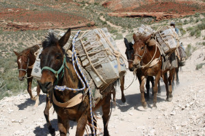 Video: Only in Arizona will you find USPS mail delivery by mule