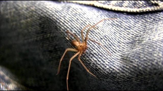 Video: Brown recluse spiders force Fisherville KY Post Office to close temporarily Video: Brown recluse spiders force Fisherville KY Post Office to close temporarily