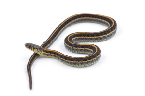 garter-snake