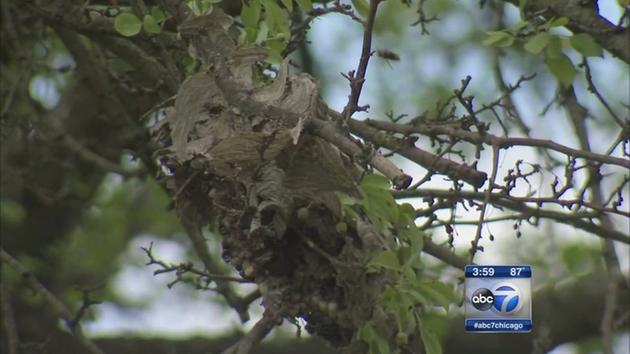 Video: Postal Worker stung 30-50 times by hornets along mail route