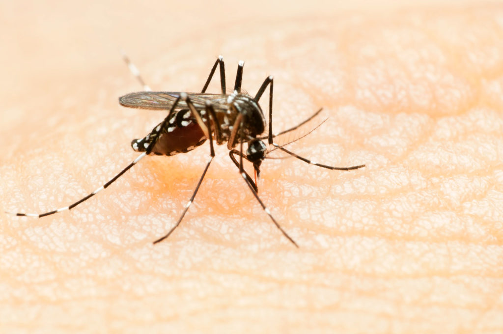 zika-mosquito-post