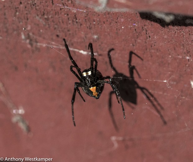 black_widow_front_of_carlotta_po
