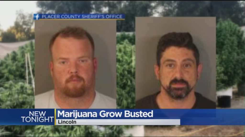 drugbust