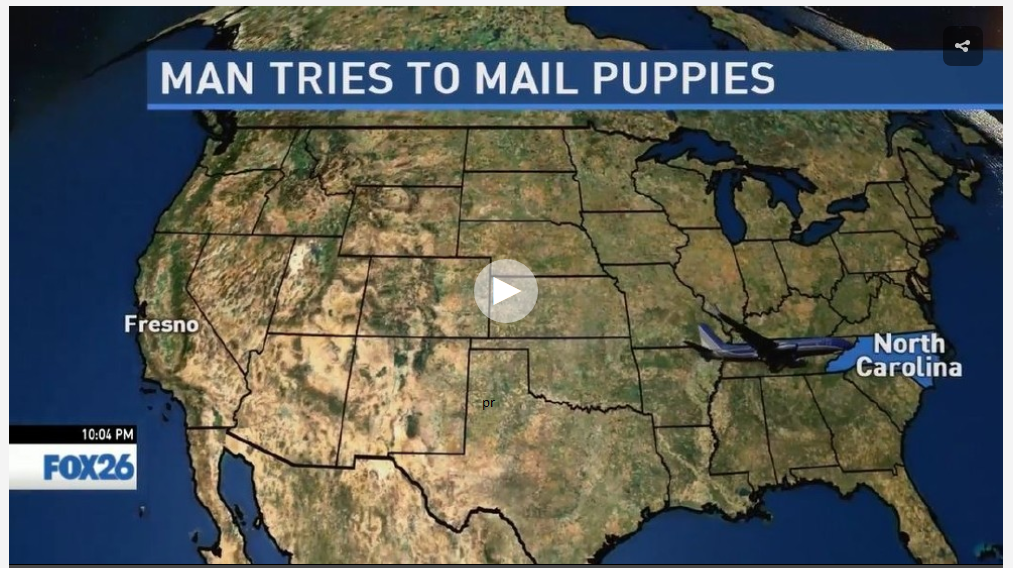 puppies
