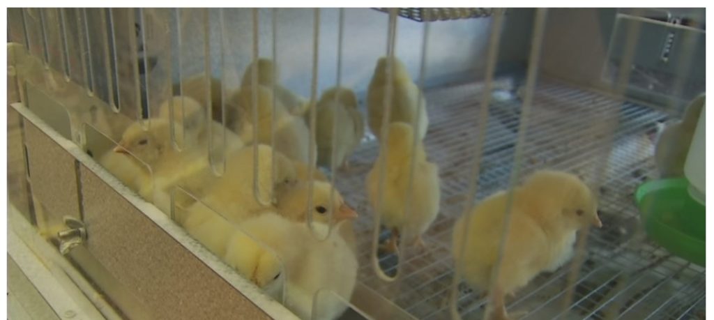 babychicks17