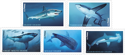sharksforever