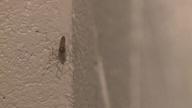 roaches81917