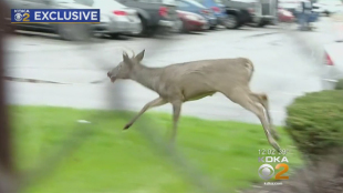 post-office-deer