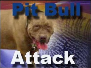 pitbull